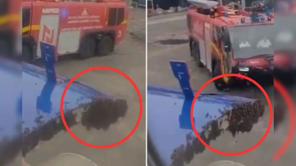 मधुमक्खियों का हमला!, IndiGo फ्लाइट पर मड़राया खतरा!