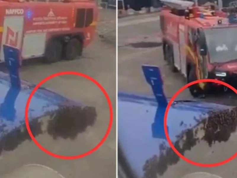 “एयरपोर्ट पर मधुमक्खियों का हमला!, “IndiGo फ्लाइट पर मड़राया खतरा